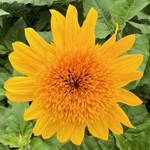 Sunfinity Double Yellow