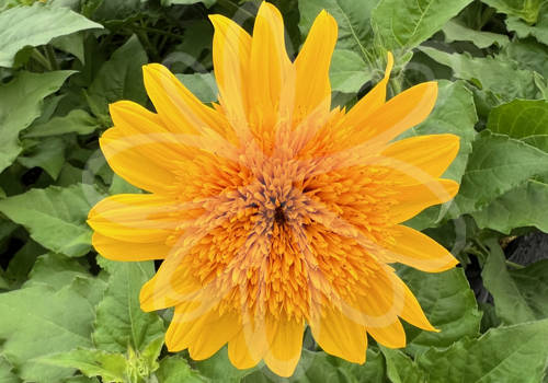 Sunfinity Double Yellow