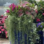 Herbs Rosemary Prostratus