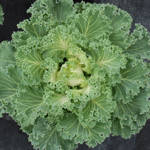 Kale Nagoya White