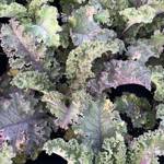 Kale Redbor Scarlet