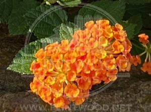 Luscious Marmalade