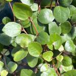 Big Leaf Creeping Wire Vine