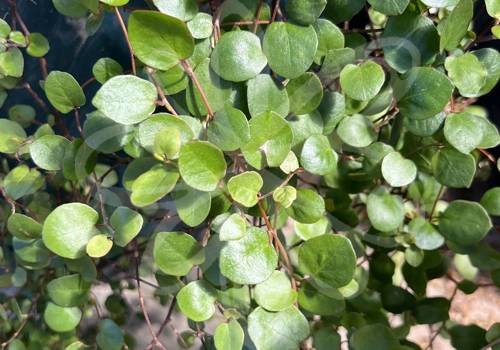 Big Leaf Creeping Wire Vine