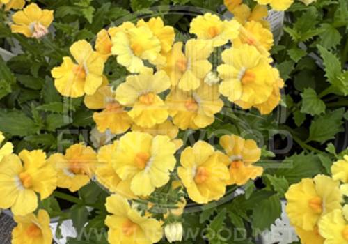 Sunsatia Lemon