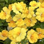 Sunsatia Lemon