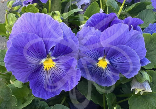 Delta Pro Blue True Clear