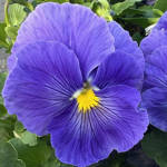 Pansy Delta Pro Blue True Clear