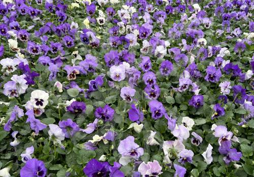 Delta Pro Lavender Blue Shades