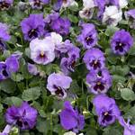 Pansy Delta Pro Lavender Blue Shades