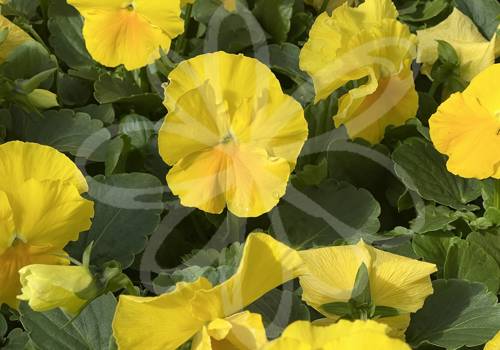 Delta Pro Lemon Clear