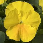 Delta Pro Lemon Clear