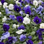 Pansy Delta Pro Mix Cool Water