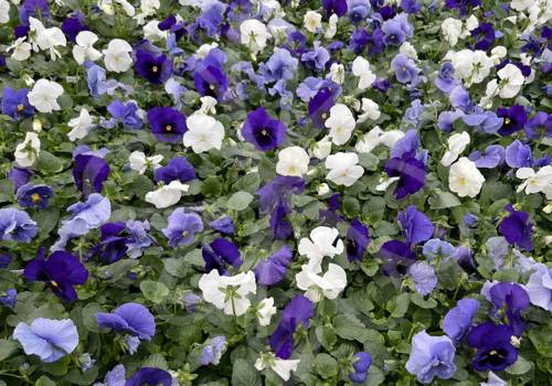 Delta Pro Mix Cool Water