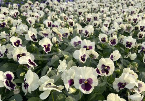 Delta Pro White Blotch