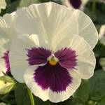 Pansy Delta Pro White Blotch