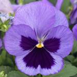 Pansy Matrix Ocean