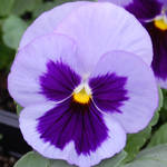 Pansy Matrix Ocean