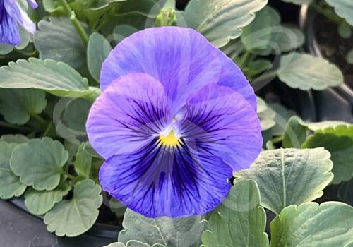 Top Wave Blue Blotch