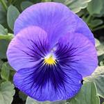 Top Wave Blue Blotch