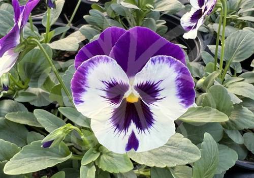 Top Wave Purple White