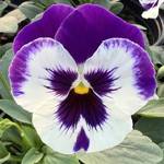 Top Wave Purple White