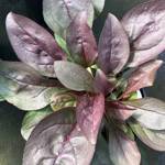 Penstemon Dark Towers