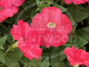 Supertunia Bermuda Beach