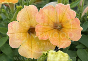 Supertunia Honey