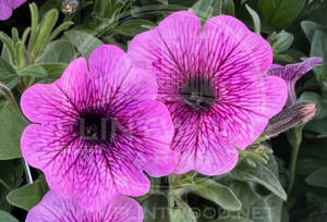 Supertunia Mini Vista Plum Vein