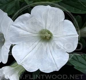 Supertunia Mini Vista White