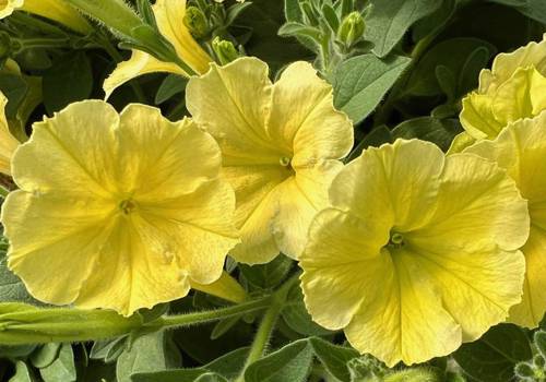 Supertunia Mini Vista Yellow