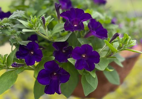 Supertunia Royal Velvet