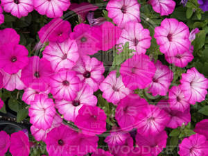 Supertunia Tiara Pink