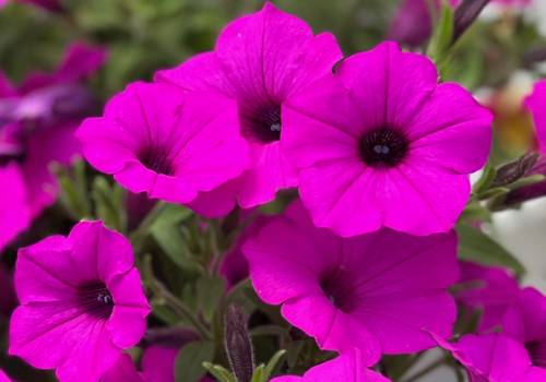 Supertunia Vista Jazzberry