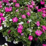 Planted Containers Sky Light Madness