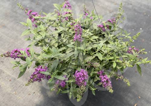 Buddleja Baby Buzz Purple