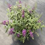 Buddleja Baby Buzz Purple