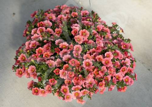 Calibrachoa TikTok Apricot