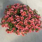 Planted Containers Calibrachoa TikTok Apricot