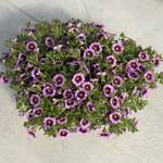 Planted Containers Calibrachoa TikTok Grape
