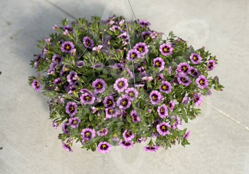 Calibrachoa TikTok Grape