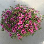 Calibrachoa TikTok Rose