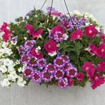 Planted Containers Pink-Out