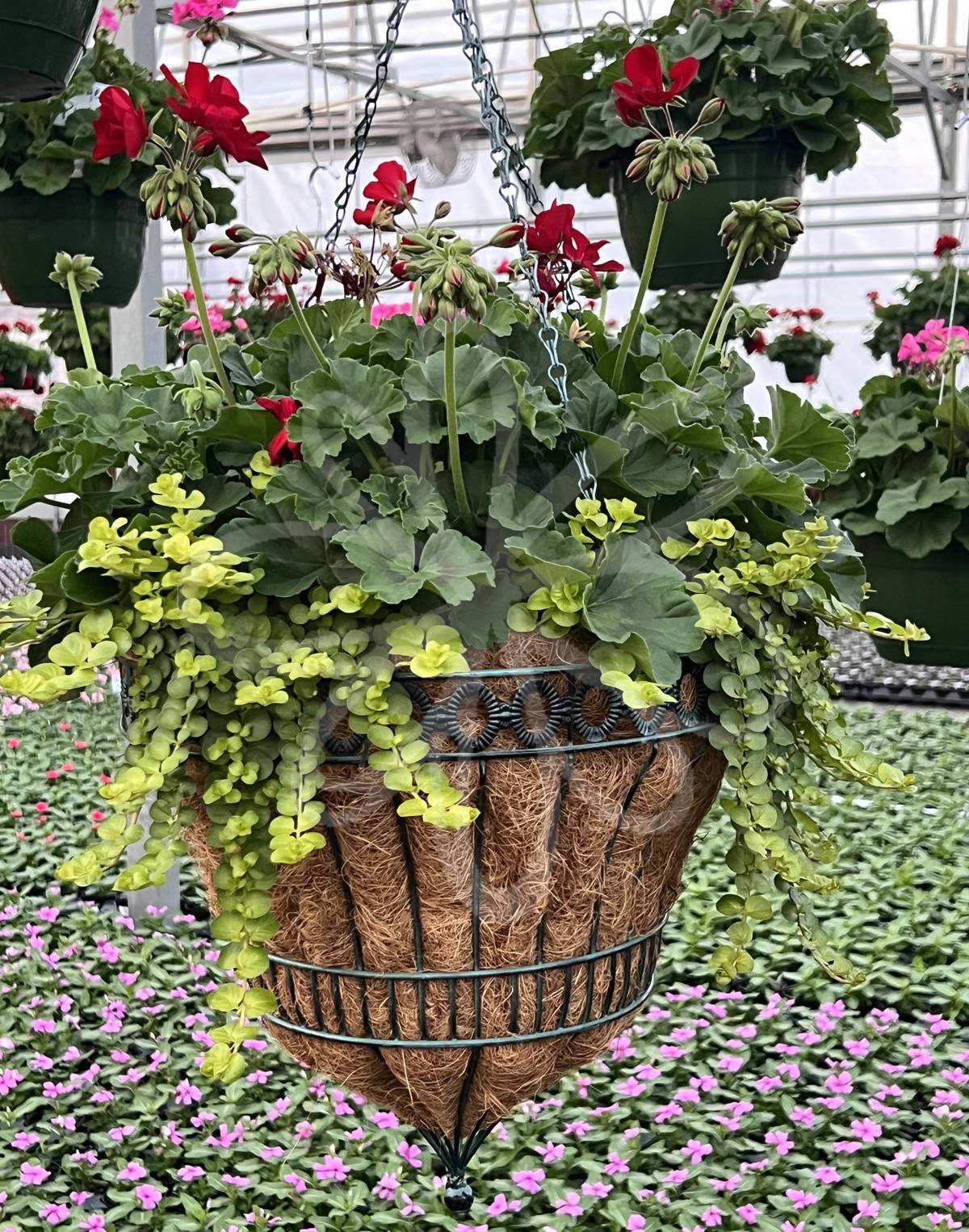 Red Geranium, Lysimachia, Petunia Tiara Blue