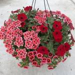 Planted Containers Red Radiance