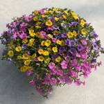 Planted Containers Spring Showers II