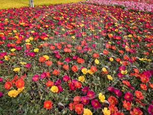 Purslane Mix RioGrande