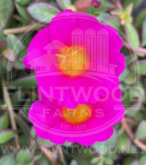 Purslane RioGrande Magenta