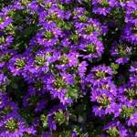 Scaevola Brilliance Blue
